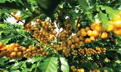Sobe em 57% o valor das exportações de café de Honduras