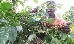 Plano Nescafé no Quênia teve aumento no pagamento aos produtores