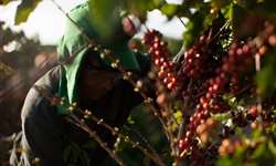 Café: colheita chega a 17,56% do volume previsto na área da Cooxupé
