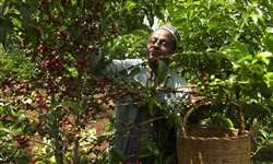 Etiópia: devido às altas temperaturas, cafeicultura pode sofrer danos