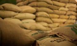 Exportações de café de Honduras aumentaram 71,4% em junho