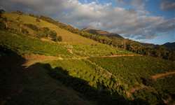 Peru perde 15.000 hectares de café por baixos preços internacionais