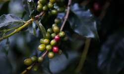 Colheita de café na área de atuação da Cooxupé chega a 45,5%