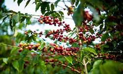 Broca-do-café: produtores precisam redobrar os cuidados nas lavouras