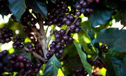 México tem se tornado uma potência mundial na exportação de café