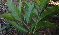Procafé desenvolve híbrido da cultivar Ibairi, resistente à ferrugem
