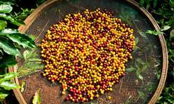 Safra 2017/2018: colheita de café avança e chega a 86% da área prevista