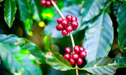 No Noroeste do ES, 95% dos produtores encerram a colheita de café
