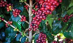 Café: colheita na área da Cooxupé chega a 96,96% da produção esperada
