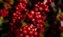 Café: estimativa de produção foi revisada para 2,9 milhões de toneladas