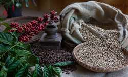 Honduras: exportações de café aumentam em 41% em valor até setembro