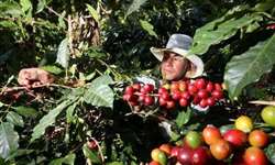 Governo da Nicarágua delimita cultivo de café robusta