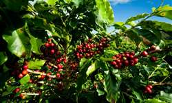 RO: Cacoal é destaque como uma das regiões mais produtivas de café