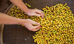 Produção de café da Colômbia cresce 19% em setembro, diz FNC