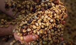 IBGE: produção nacional de café tem queda de 3,8% em relação a agosto