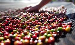 Exportações de café da Índia aumentaram em 9,36% no ano comercial