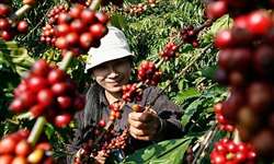 Vietnã responde por 44,2% da exportação mundial de café robusta em agosto, diz OIC