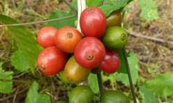 Cultivar Siriema: novas seleções resistentes às pragas da lavoura