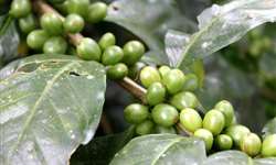 Produção de café da Índia deve aumentar 12% em 2017/2018, diz USDA