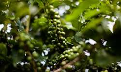 Guatemala: exportações de café devem aumentar 4,8% no ciclo atual