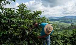 CECAFÉ e CETCAF: Juntos para uma cafeicultura cada vez mais sustentável