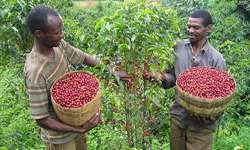 Etiópia: queda nas receitas de exportação de café pressiona formação de novo diretório