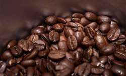 Cotações do café robusta recuam com força em setembro