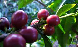 Embrapa lança publicação técnica para orientar cafeicultores a produzir café de melhor qualidade