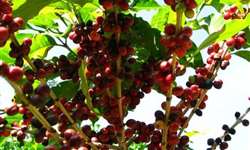 Colheita de café em El Salvador inicia com 40.000 empregos a menos