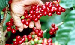 Em Franca (SP), cafeicultores diminuirão tratos devido a baixos preços do café