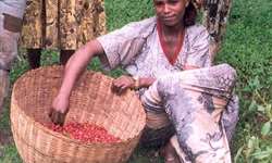 EUA e Etiópia se unem para fortalecer comércio e marketing de café