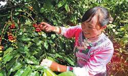 China busca melhorar qualidade do café apesar da crescente demanda doméstica