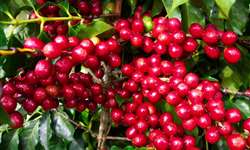 Para presidente do CNC, Pepro pode aliviar crise da cafeicultura