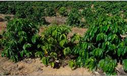 Fundação Procafé: Morte em plantas jovens de cafeeiros conillon, por plantio de mudas de estacas