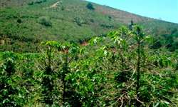 Fundação Procafé: Réquiem à cafeicultura de montanha