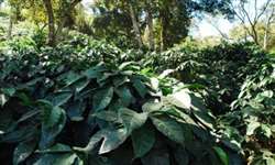 Icontec certificou medição de pegadas de carbono de café da Colômbia