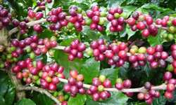 Produção de café cai 2,9% e puxa PIB agrícola para baixo