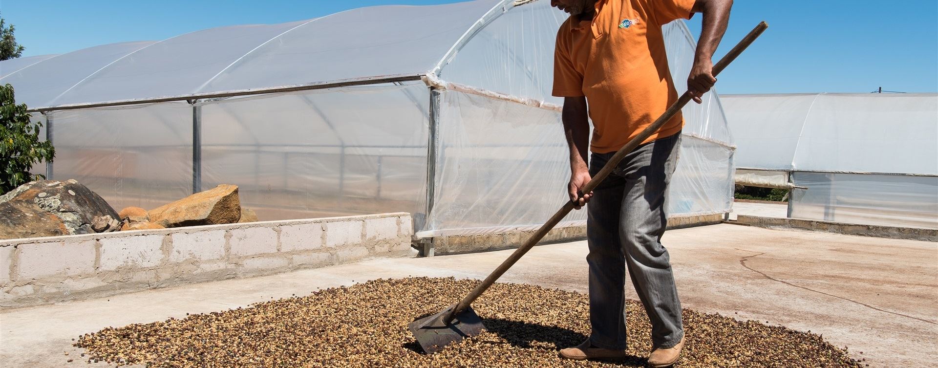 Curso de processamento de café da CQI, com 25 vagas, acontece na terceira semana de maio