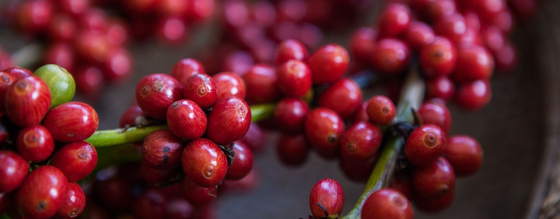 República Dominicana registra aumento de 28% na produção de café