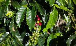 Sistemas de aplicação de herbicidas para controle do mato, no pós-plantio do cafeeiro