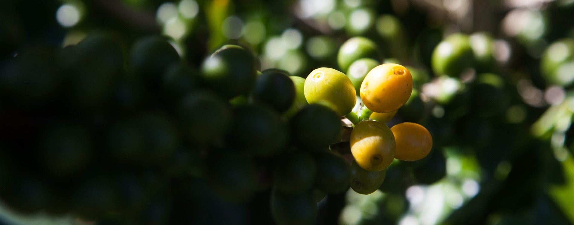 Site de busca ajudará no plantio de 360 mil pés de café na Colômbia