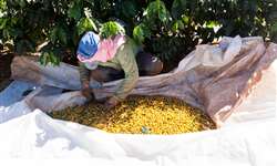 Cultivar de café Arara mostra características novas na região de Araxá