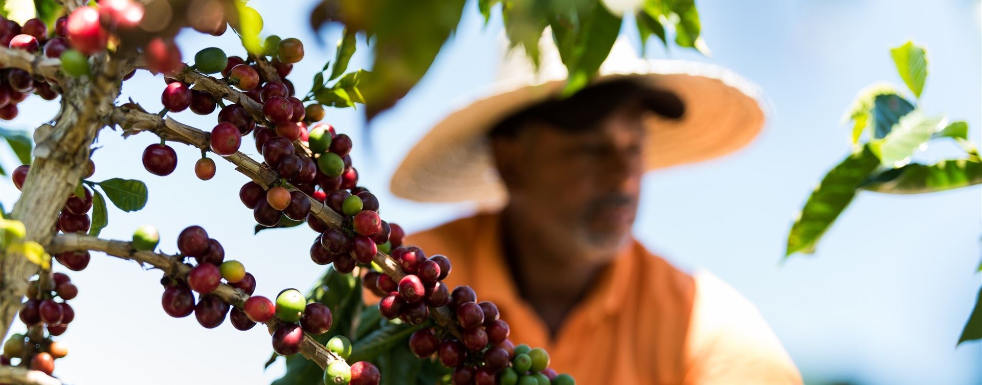 Produtores da América Latina apostam no café robusta
