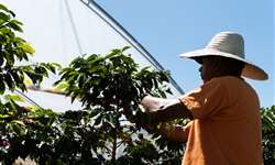 Sustentabilidade e renda da cafeicultura brasileira