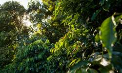 CNA lança material sobre monitoramento da broca-do-café nas lavouras