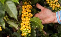 Exclusiva: Convênio busca consolidar café solúvel brasileiro