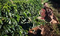 Pequenos produtores de Rondônia recebem mudas de café clonal