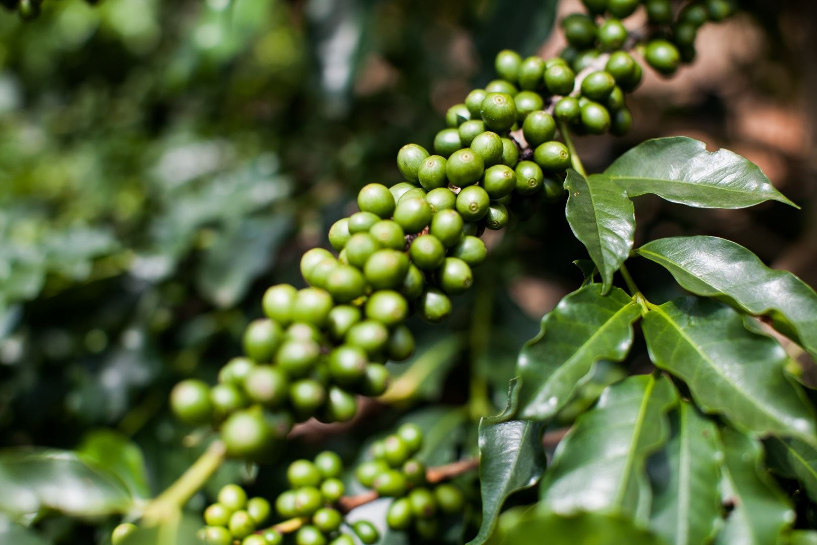 Na Nicarágua, híbridos alcançam boa pontuação no Cup of Excellence
