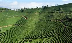 Produção de café diante das mudanças climáticas será debatida em Patrocínio