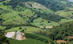Minas Gerais tem área cultivada de 1,2 milhão de hectares de café